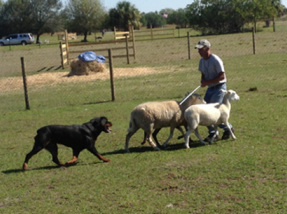 Rottweiler herding training