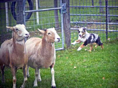 Australian Shepherd puppy sheep herding