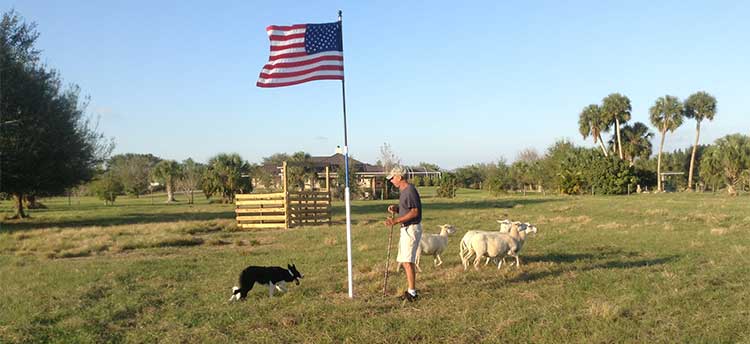 Mike Horgan, Mara sheep herding training